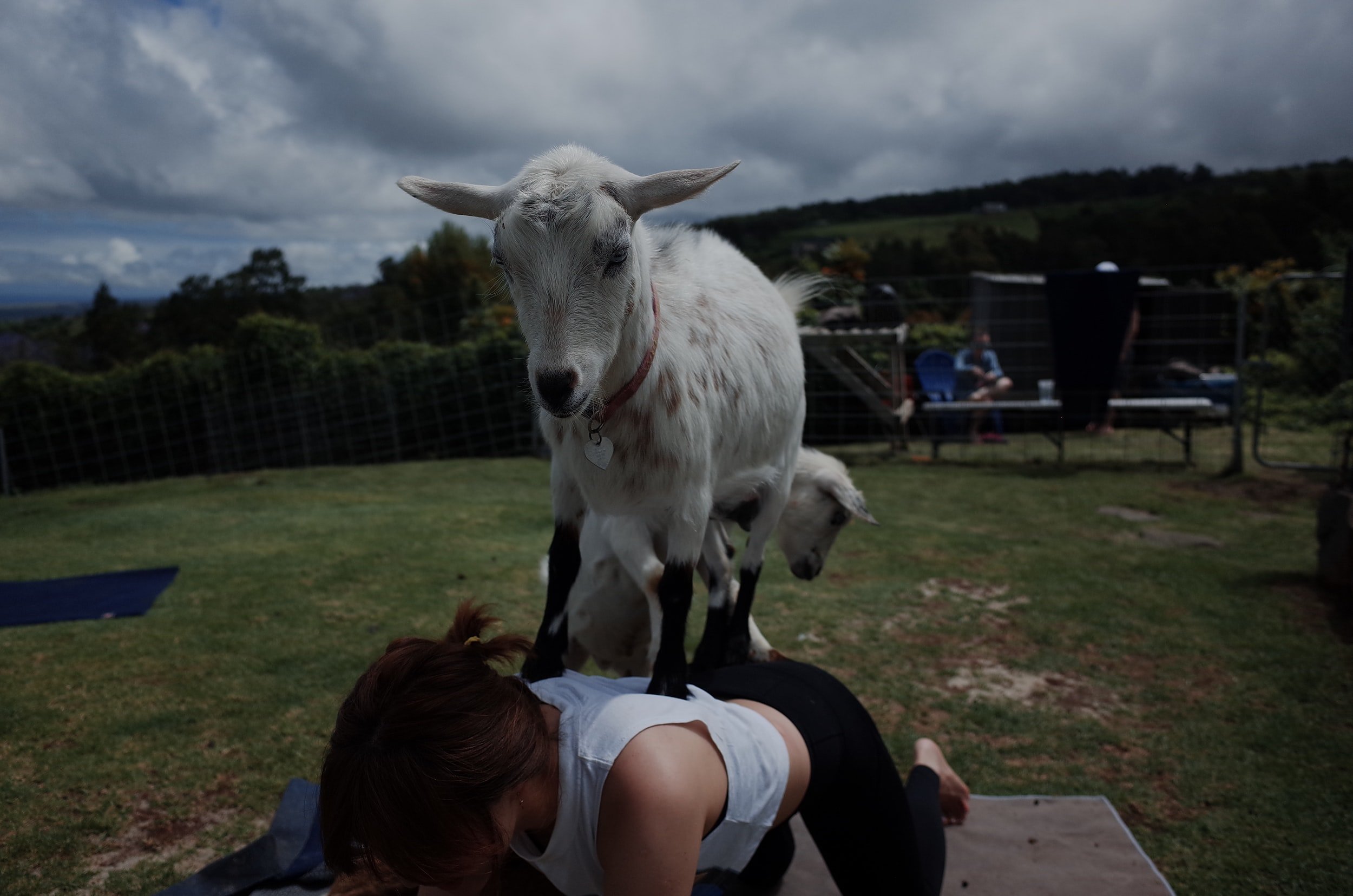 Looking For Sober Date Ideas? My Partner And I Took A Yoga Class With Goats